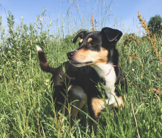 Reisekrankheit beim Hund - Das kann helfen - Reisemagazin Bravebird