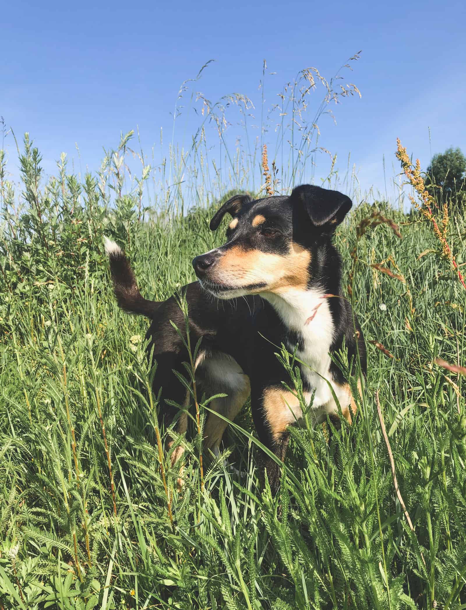 Darf man drei mittel große Hunde in einem Kofferraum