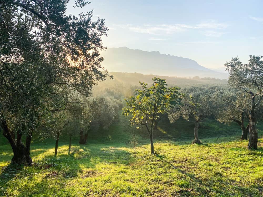 Süditalien Kampanien Hotel im Olivenhain - Reiseblog Bravebird