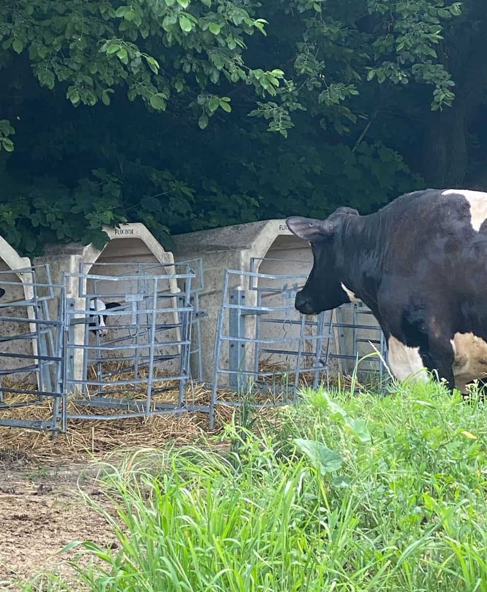 Kuhhaltung Kälbchen Bauernhof - Reiseblog Bravebird