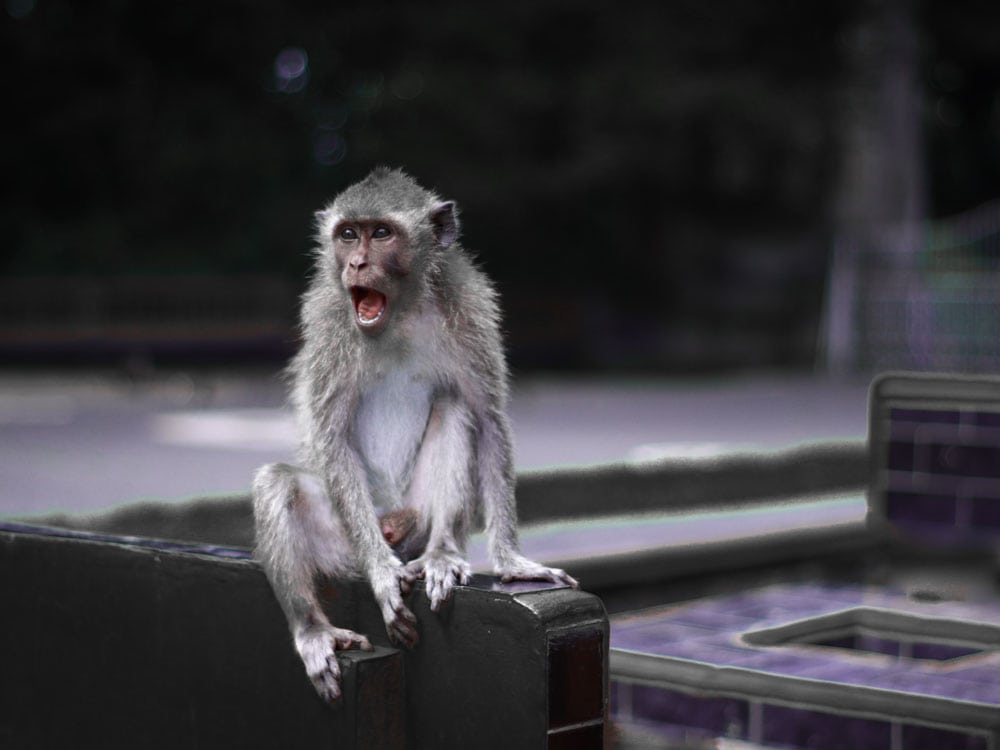 Monkey Vorsicht Bali - Reiseblog Bravebird