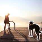 Warum ich keine Werbung mehr für Hunde machen möchte - Reiseblog Bravebird