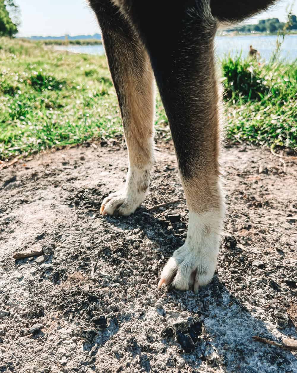 Lagerfeuer Problem für Hunde und Wildtiere - Reiseblog Bravebird