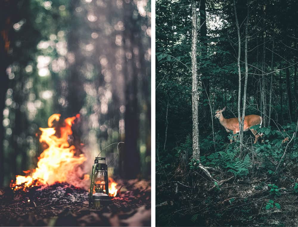 Auswirkungen von Lagerfeuern für Wildtiere - Reiseblog Bravebird