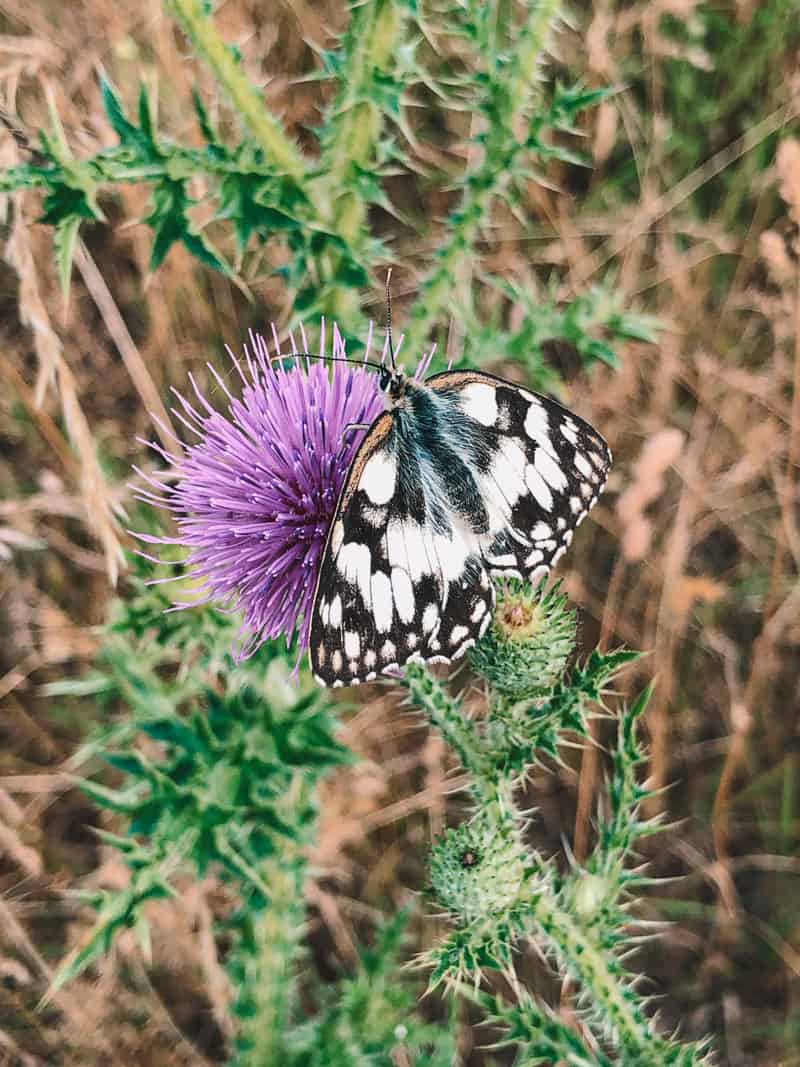 Schönheit der Natur zerfällt - Reiseblog Bravebird