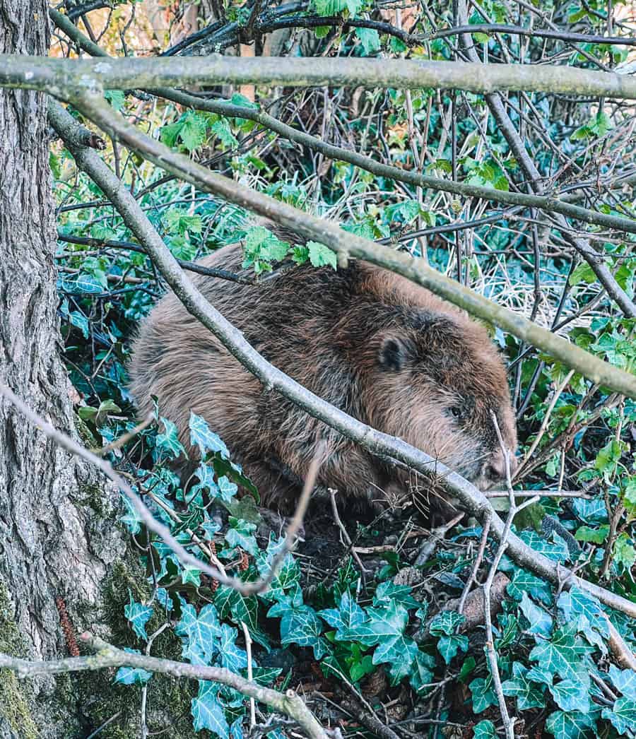 Biber im Spessart - Gemünden am Main - Reiseblog Bravebird