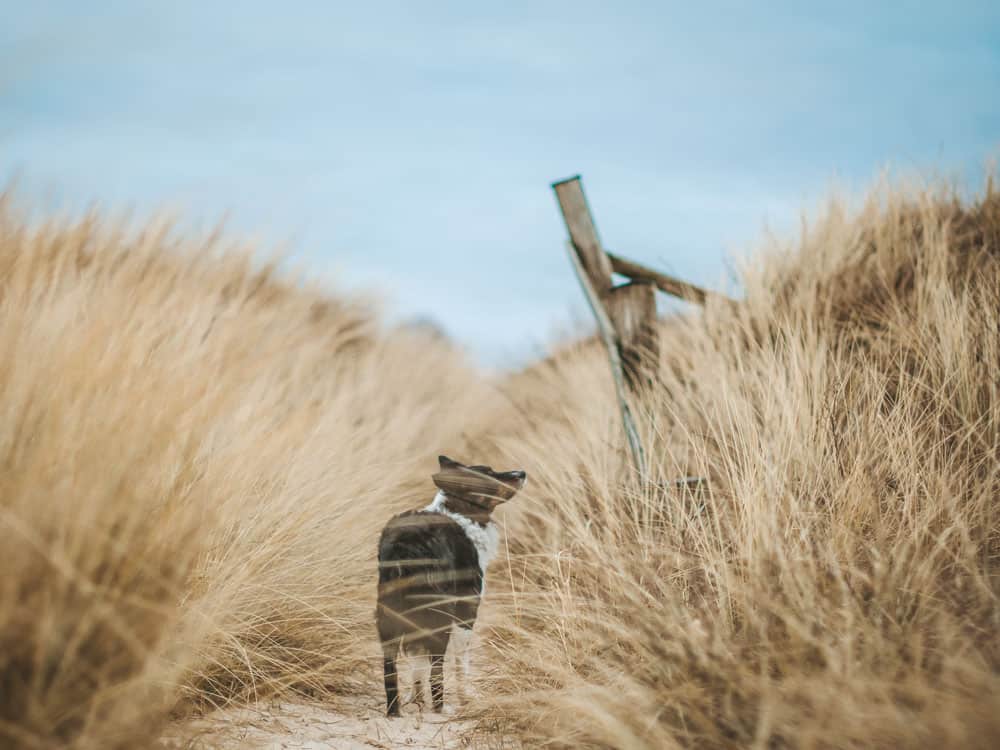 Urlaub in Dänemark mit Hund - Tipps und Regeln - Reiseblog Bravebird