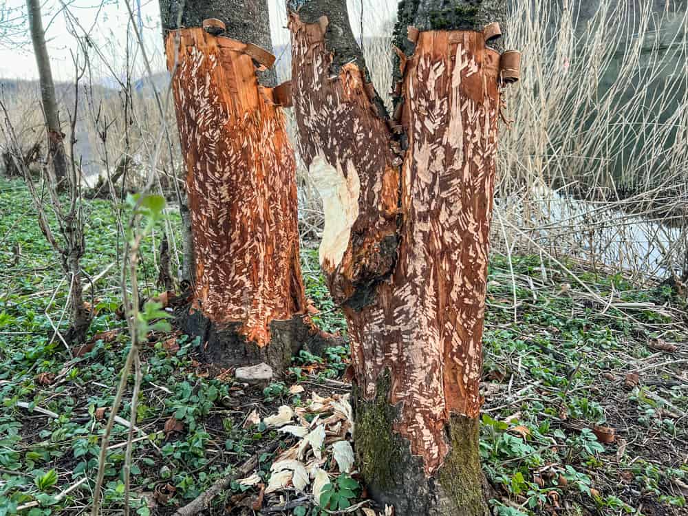 Biber im Spessart - Gemünden am Main - Reiseblog Bravebird