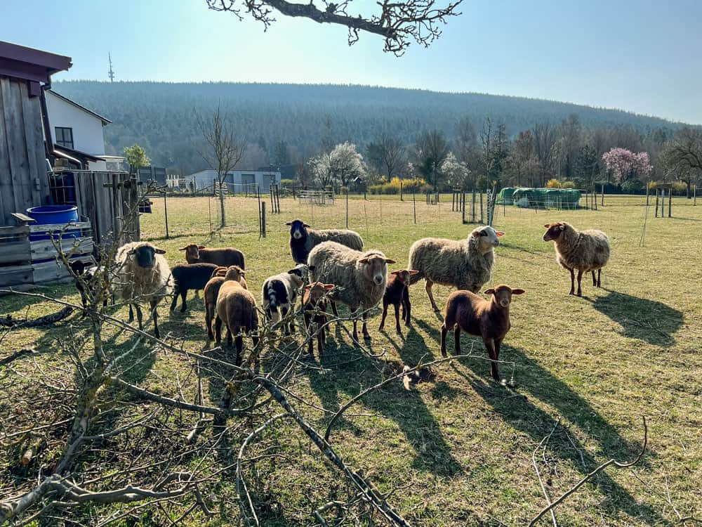 Urlaub in Gemünden am Main - Reiseblog Bravebird