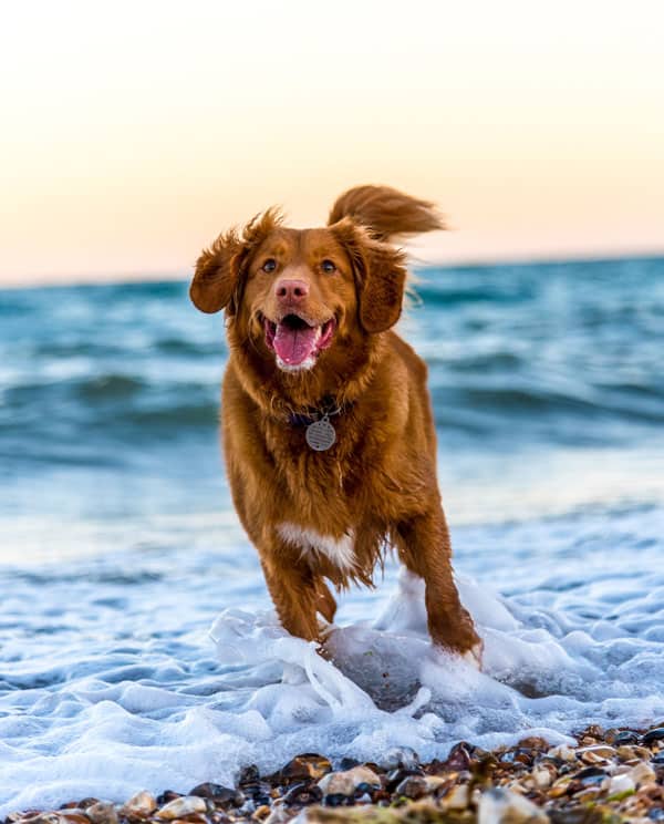 Reisen mit Hund in Dänemark - Das solltest du beachten