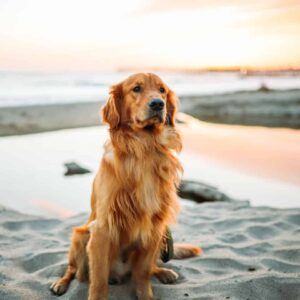Regeln und Gesetze für Hunde in Dänemark - Reiseblog Bravebird