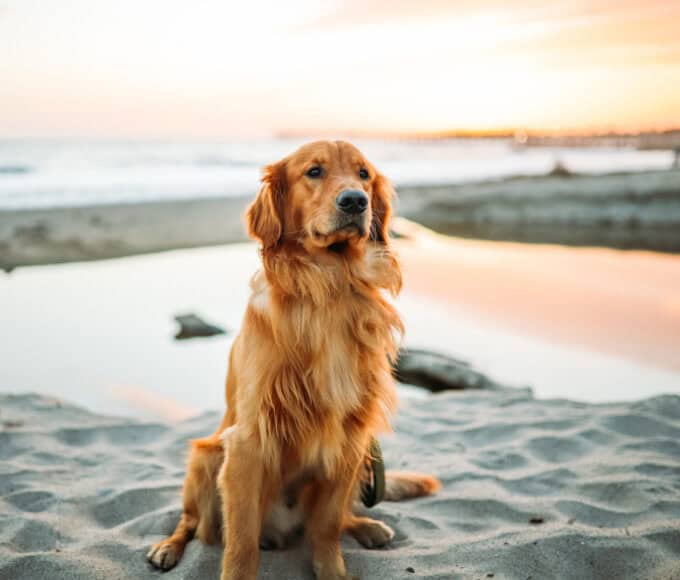 Regeln und Gesetze für Hunde in Dänemark - Reiseblog Bravebird