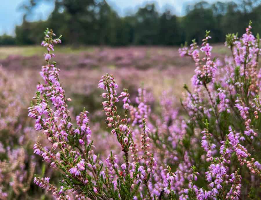 Heideblüte im Breeder Grund Wendland - Reiseblog Bravebird