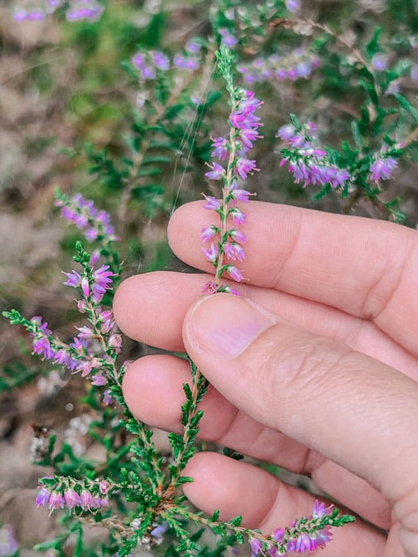 Heideblüte im Breeser Grund Wendland - Reiseblog Bravebird