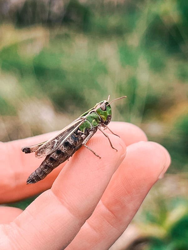 Heideblüte im Breeser Grund Wendland - Reiseblog Bravebird