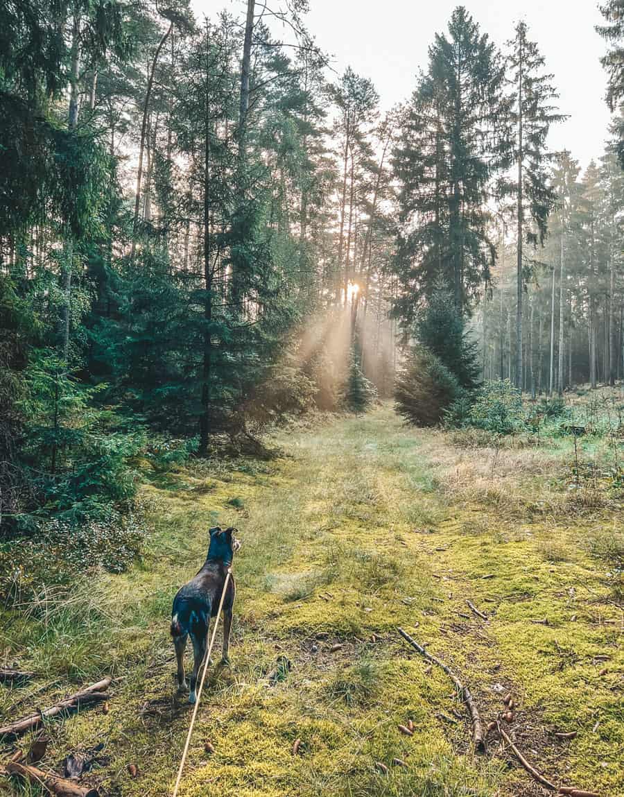 Göhrde Wendland Wanderung am Morgen im Herbst - Reiseblog Bravebird