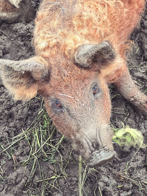 Historisches Wollschwein Wendland - Reiseblog Bravebird