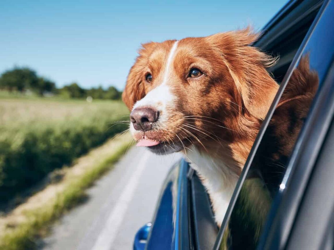 Reisen mit Hund Kosten in Hotels - Spartipps für günstiges Reisen mit Hund