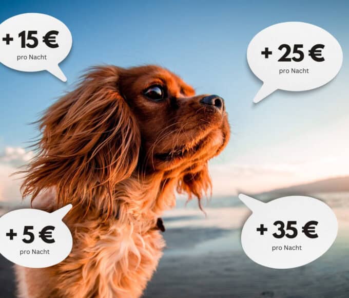 Reisen mit Hund - So kannst du Kosten sparen