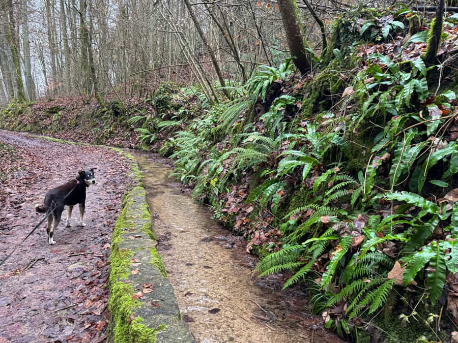 Mullerthal Trail Wolfsschlucht Luxemburg - Reiseblog Bravebird