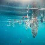 PET-Flaschen aus dem Meer werden wiederverwendet - Ist das nachhaltig?