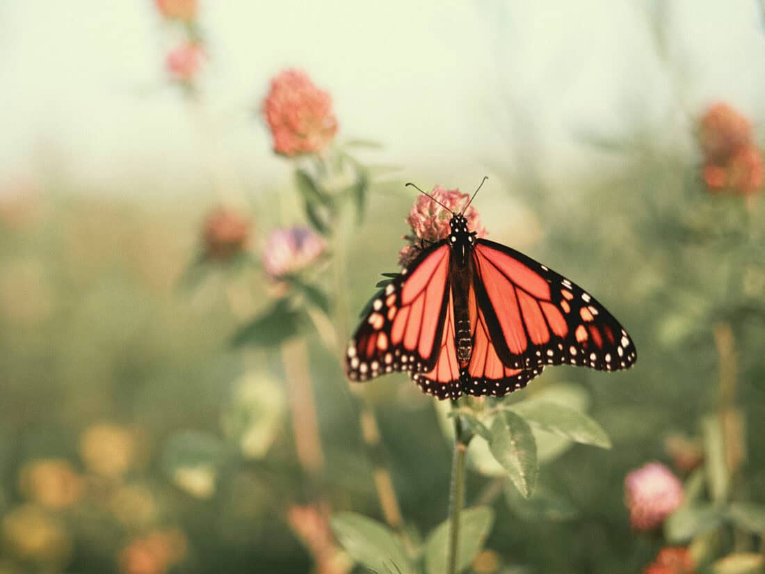 Spenden für Umweltschutz - Organisationen in Deutschland