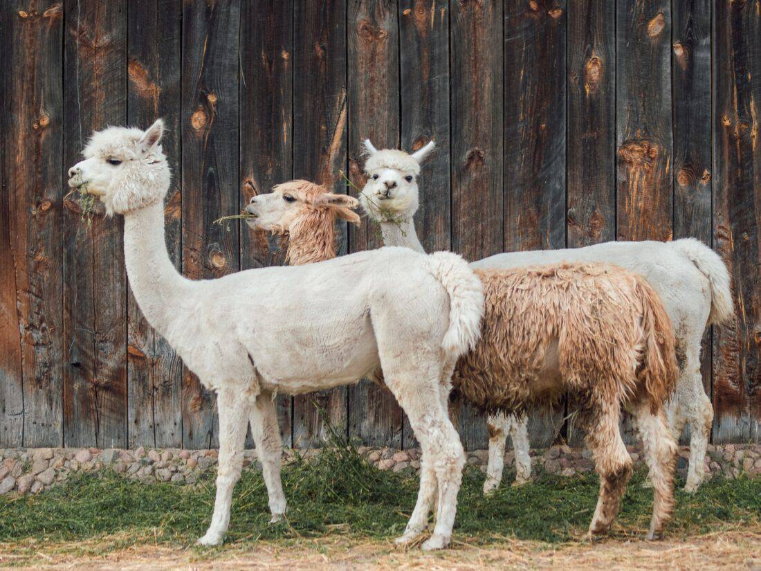 Wandern mit Alpakas - Warum es nicht okay ist