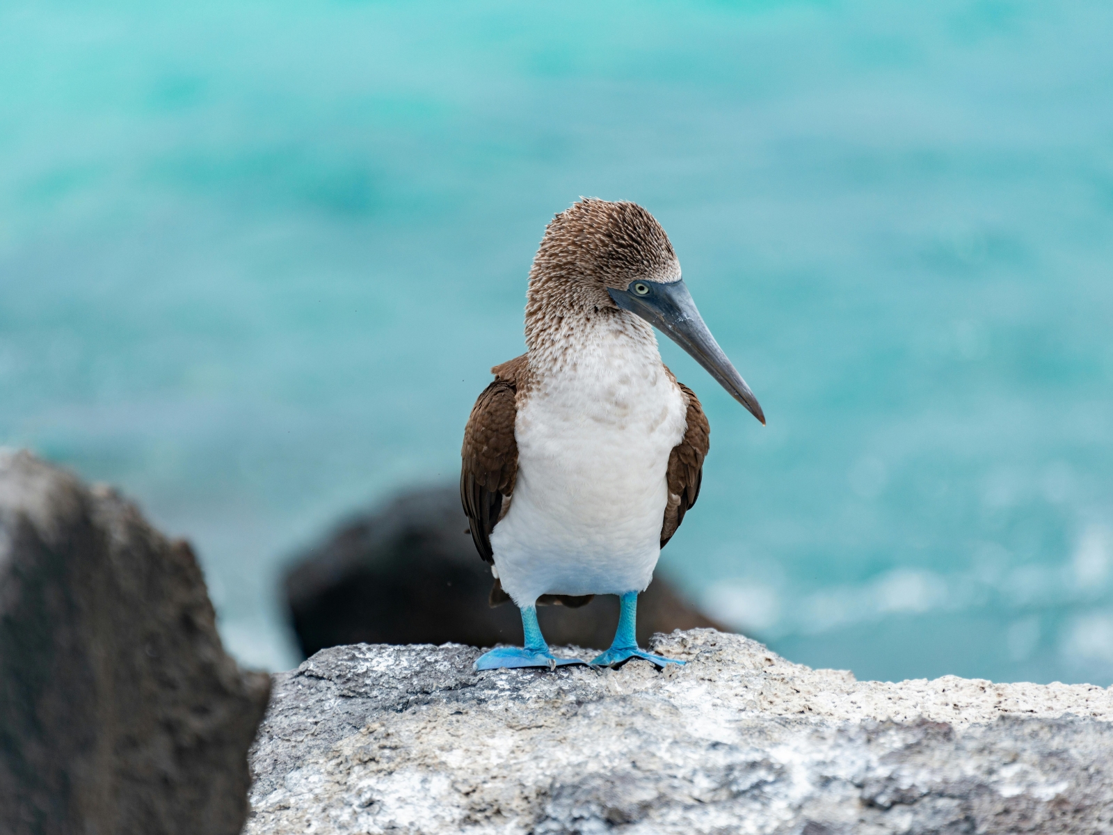 Blaufußtölpel auf Galapagos Reisetipps