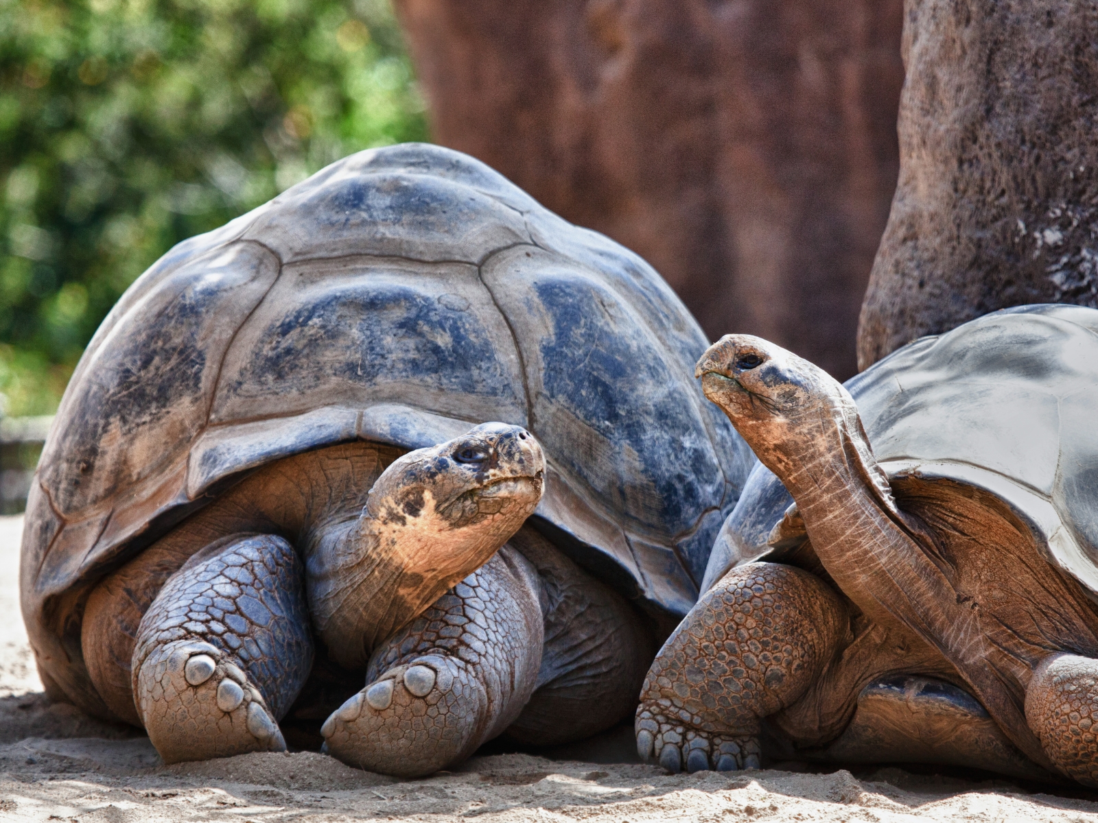 Galapagos Schildkröten - ein Must See in Ecuador