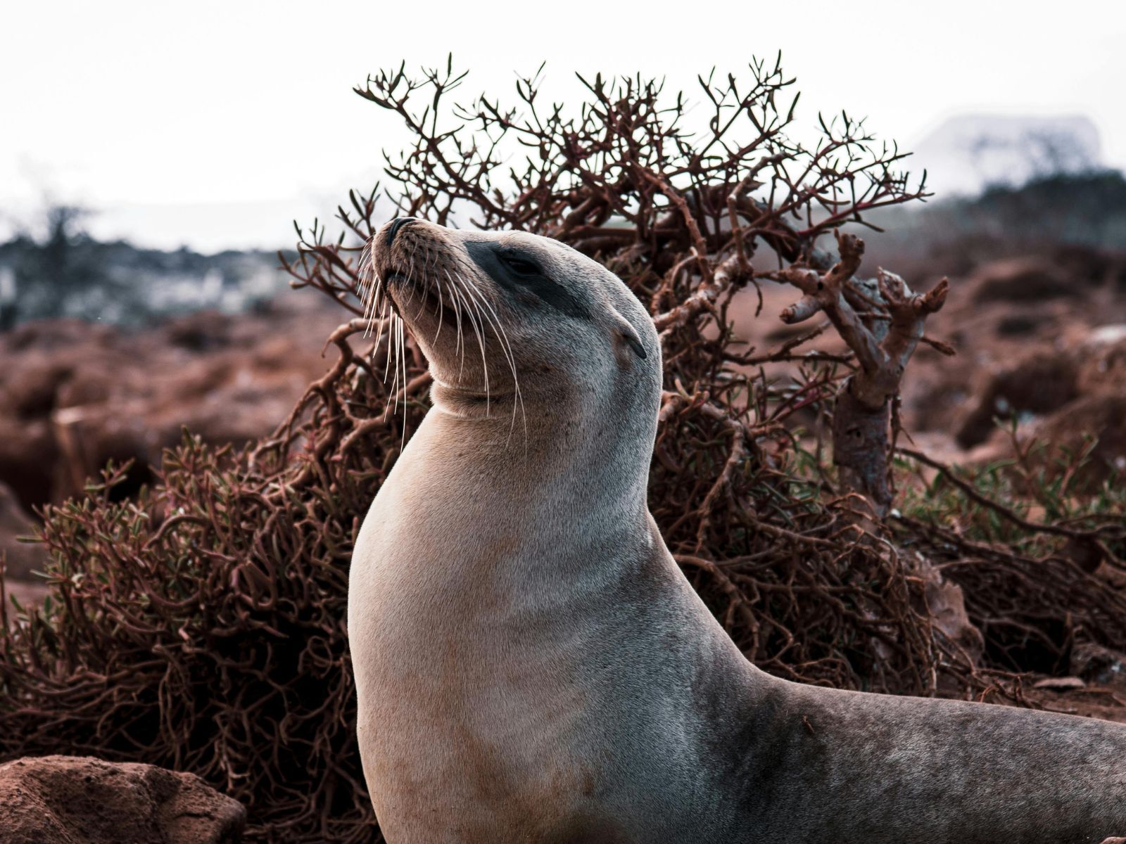 Seelöwen Beobachtung auf Galapagos - Ecuador