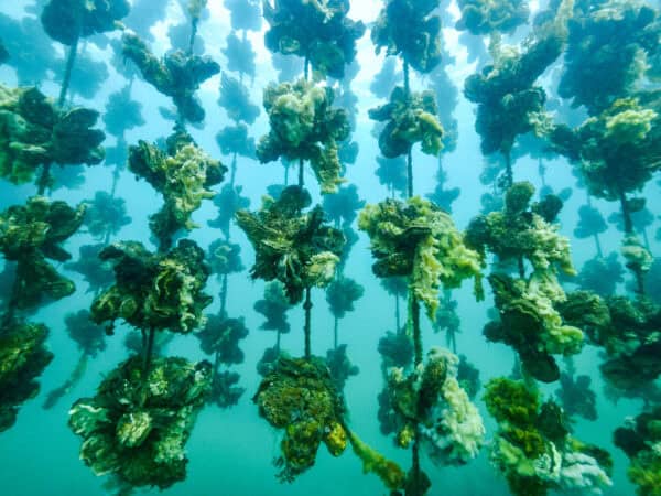 Austern for Future - Sendungskritik ZDF Magazin Royale Böhmermann