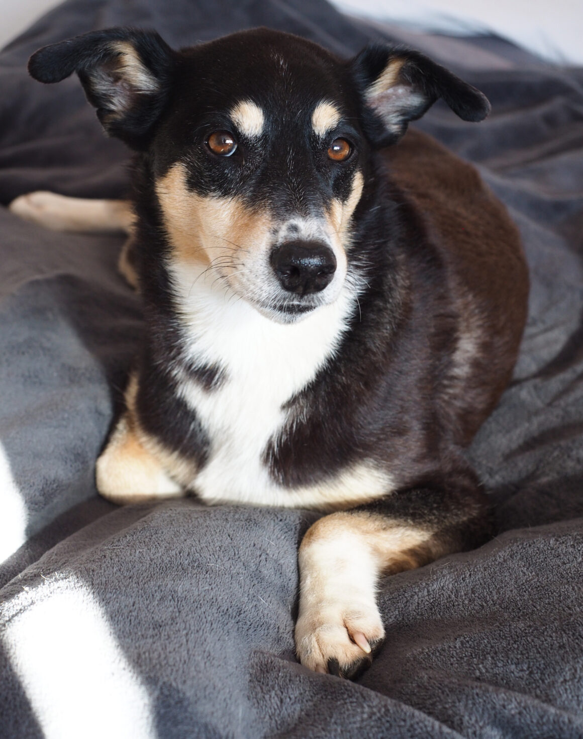 Älterer Hund liegt entspannt auf einem weichen grauen Kissen.