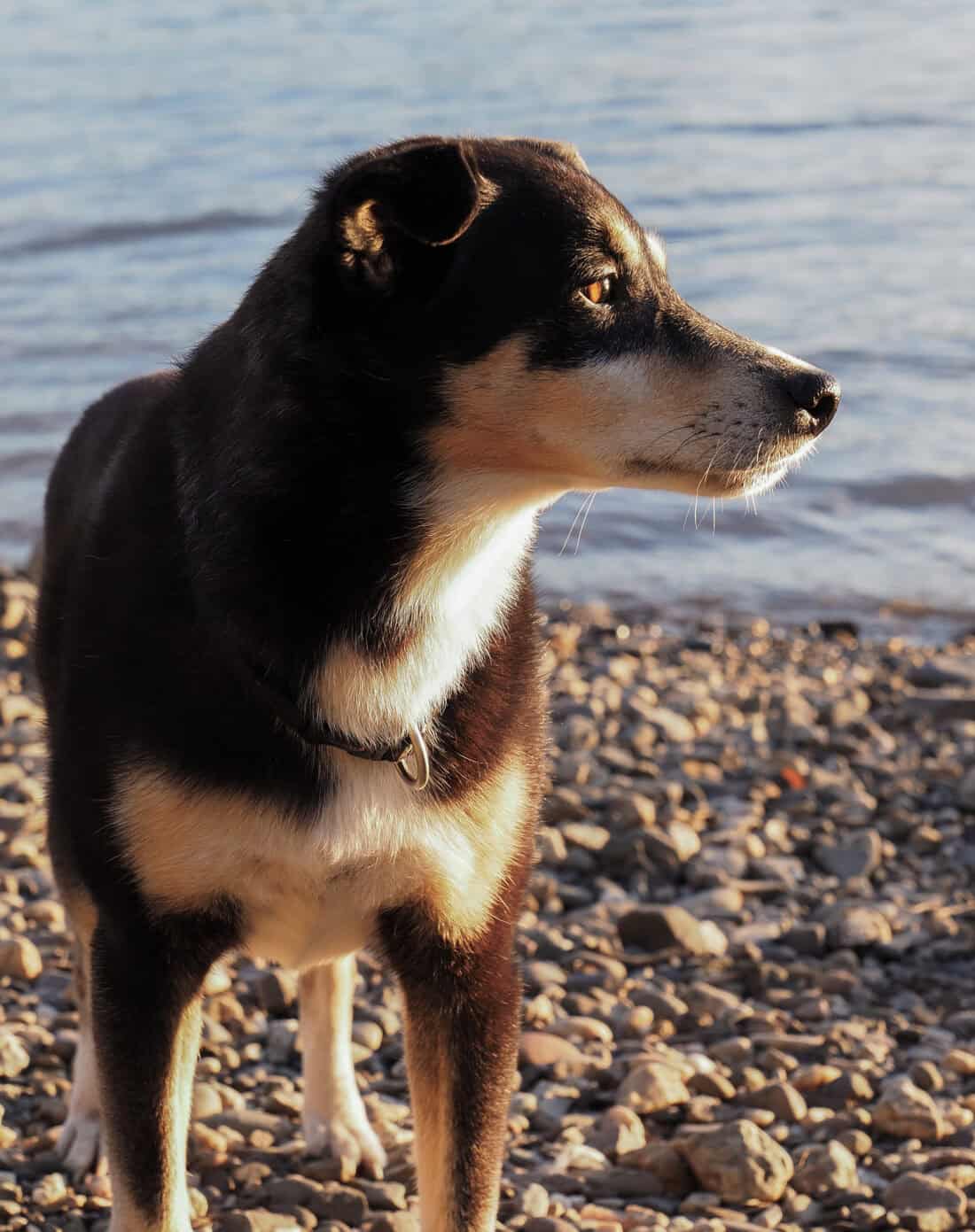 Seniorhündin steht im warmen Abendlicht am Wasser und blickt aufmerksam in die Ferne.