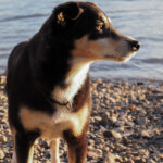 Seniorhündin steht im warmen Abendlicht am Wasser und blickt aufmerksam in die Ferne.
