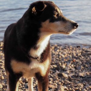 Seniorhündin steht im warmen Abendlicht am Wasser und blickt aufmerksam in die Ferne.