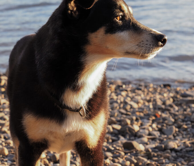 Seniorhündin steht im warmen Abendlicht am Wasser und blickt aufmerksam in die Ferne.