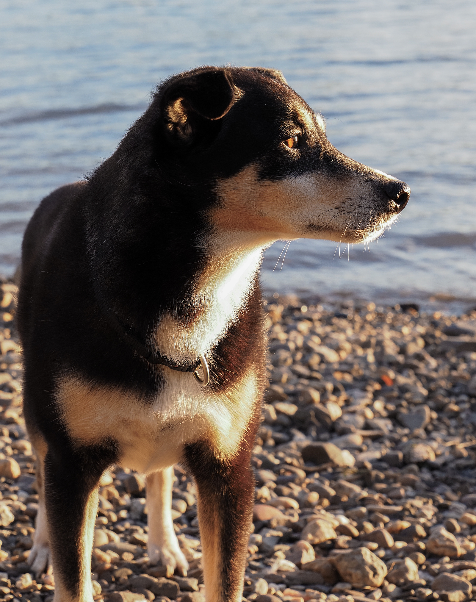 Seniorhündin steht im warmen Abendlicht am Wasser und blickt aufmerksam in die Ferne.