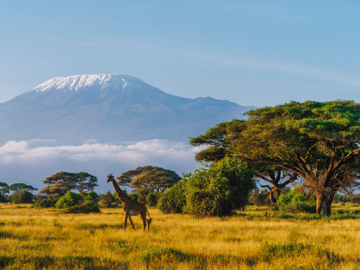 Massai-Giraffe vor dem Kilimandscharo im Amboseli-Nationalpark in Kenia.