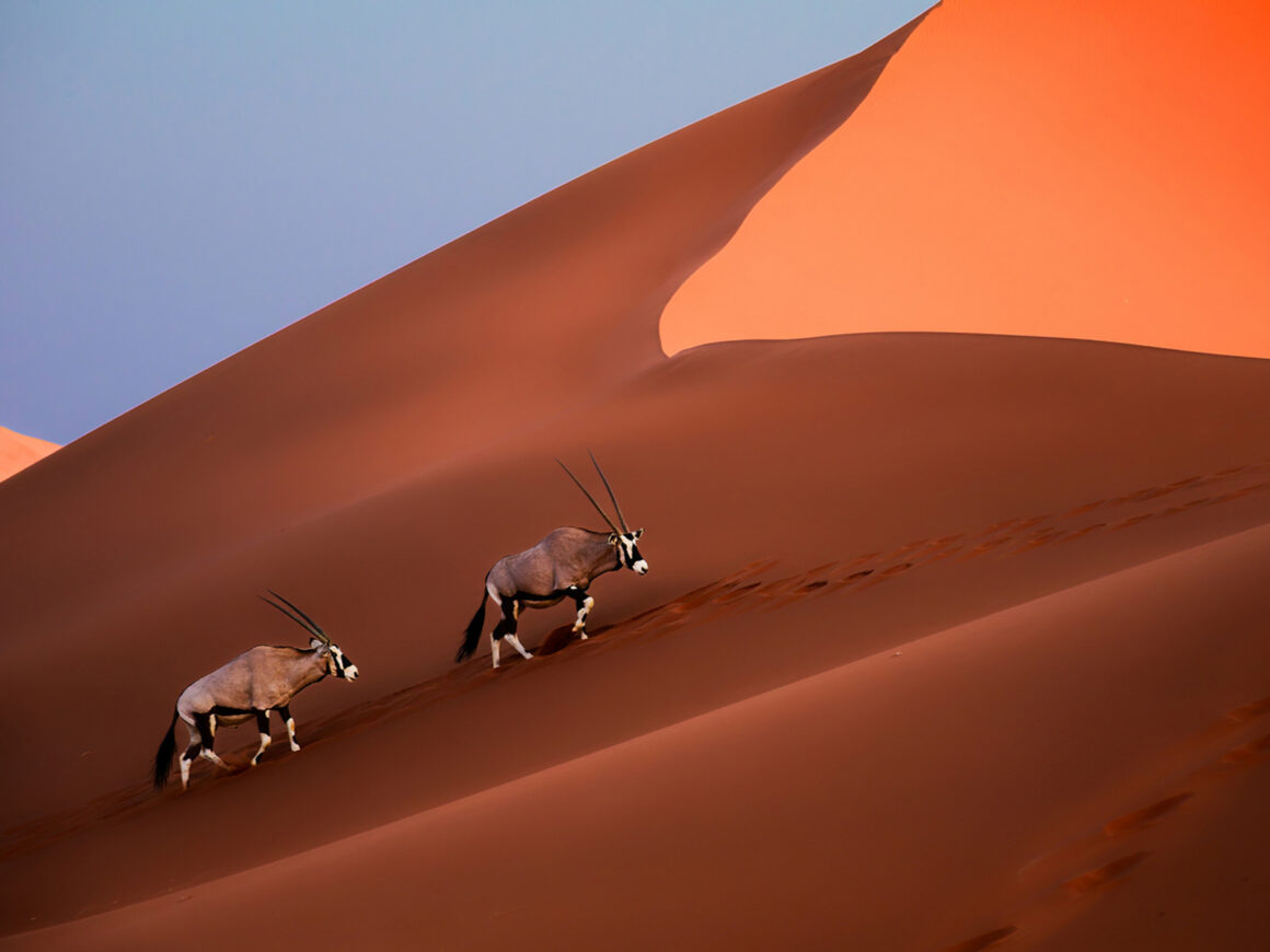Oryx-Antilopen laufen über rote Sanddünen in der Namib-Wüste in Namibia