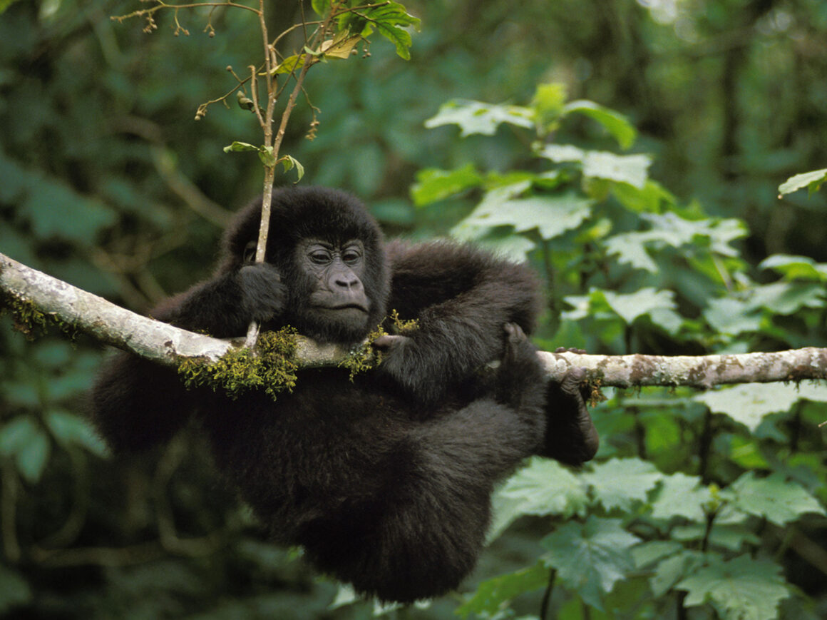 Junger Berggorilla liegt auf einem Ast im Virunga-Park in Ruanda.