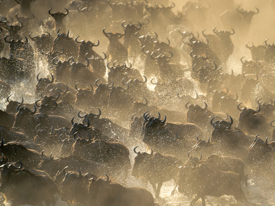 Gnuherde durchquert einen flachen Fluss während der Great Migration in Tansania.