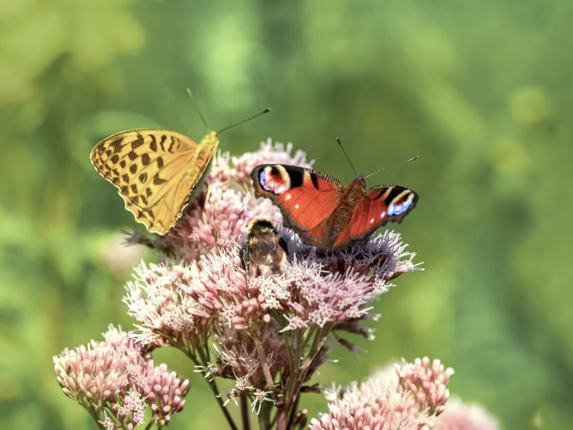 Zwei Schmetterlinge und eine Hummel auf rosafarbenen Blüten in einem naturnahen Garten.