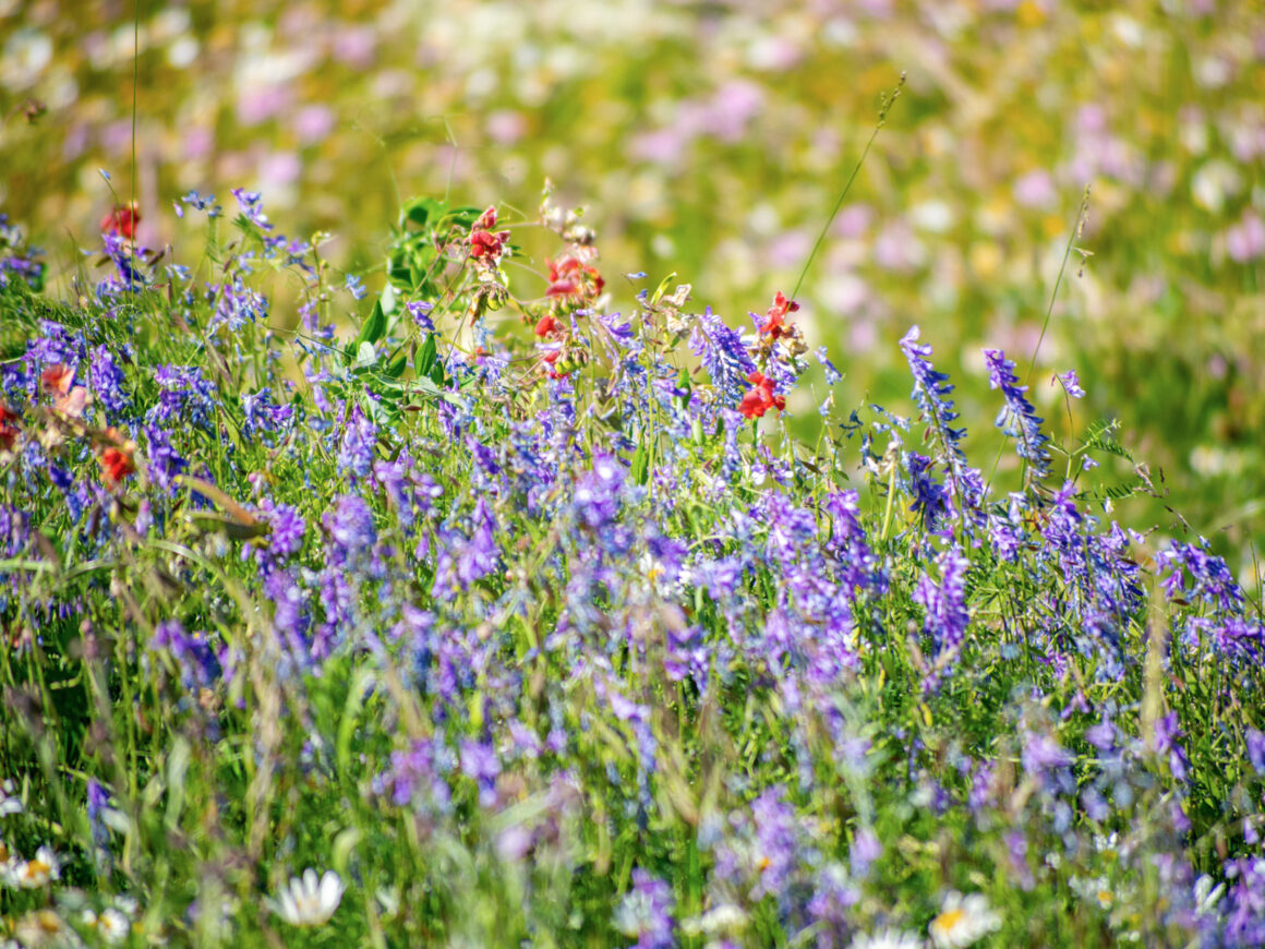 Blühende Wildblumenwiese mit violetten, roten und weißen Blüten in einem naturnahen Garten.
