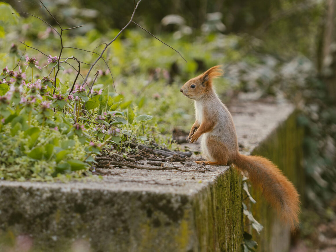 Rotes Eichhörnchen sitzt zwischen Wildpflanzen und Zweigen auf einer Gartenmauer.