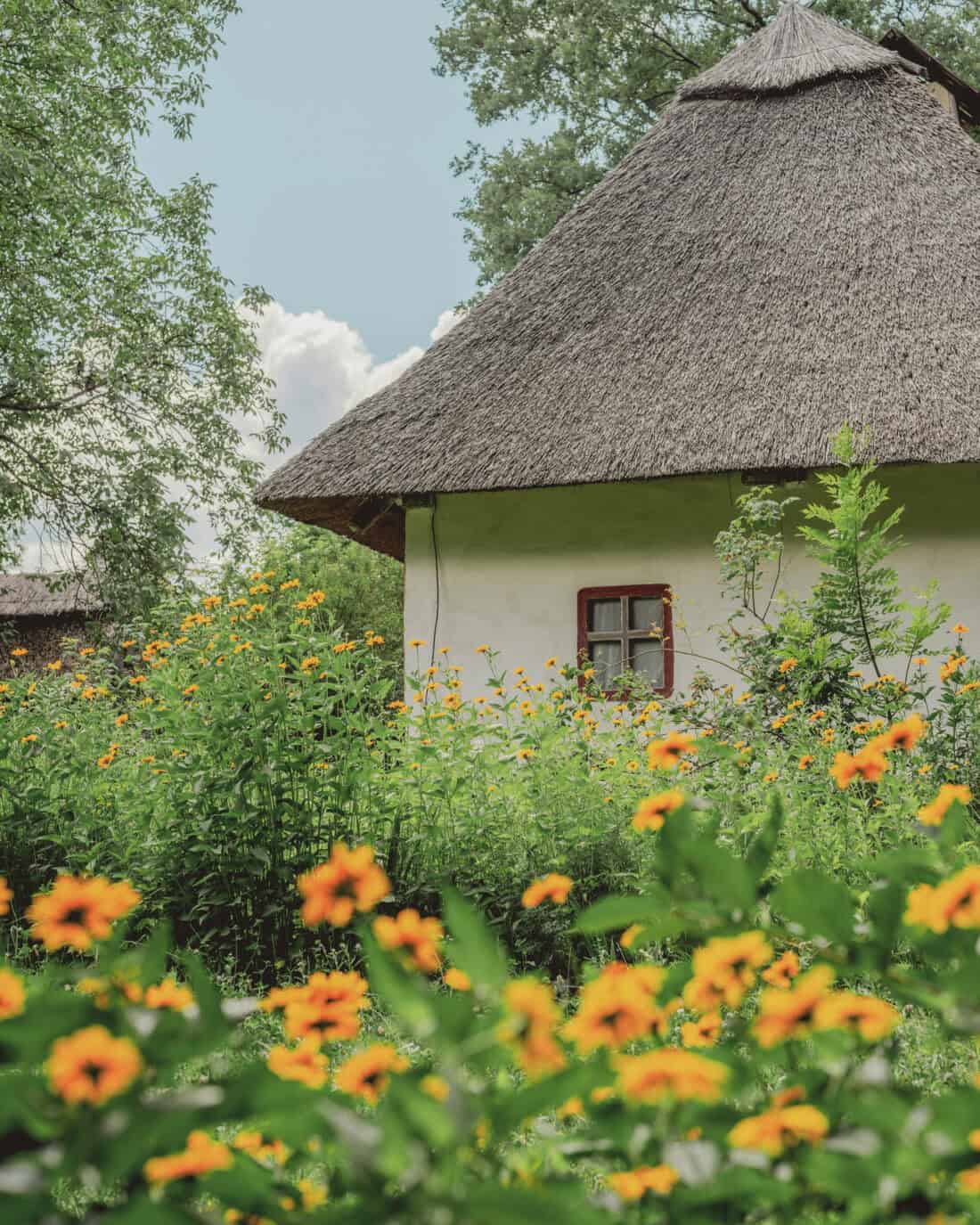 Naturnaher Garten für den Wildtierschutz mit zahlreichen orangefarbenen Blüten vor einem reetgedeckten Haus.